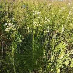 Eremogone longifolia