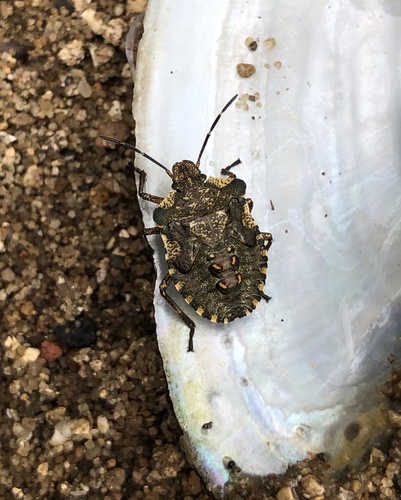 Raudonkojė skydblakė nuotrauka