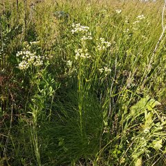 Eremogone longifolia