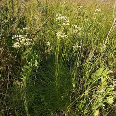 Eremogone longifolia