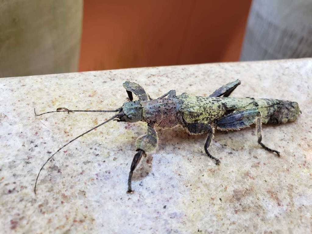 Prisopus ohrtmanni
