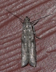 Phycitodes mucidella