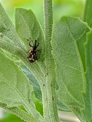 Cosmobaris scolopacea