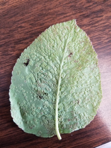 Pearleaf Blister Mite