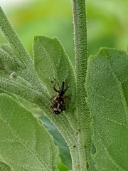 Cosmobaris scolopacea