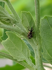 Cosmobaris scolopacea