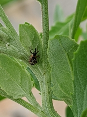 Cosmobaris scolopacea