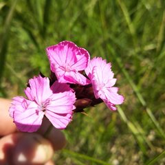 Dianthus andrzejowskianus