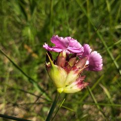 Dianthus andrzejowskianus
