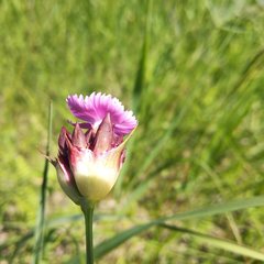 Dianthus andrzejowskianus