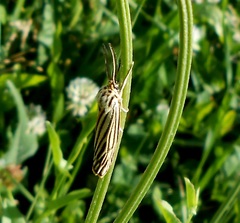 Spiris striata