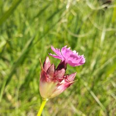 Dianthus andrzejowskianus