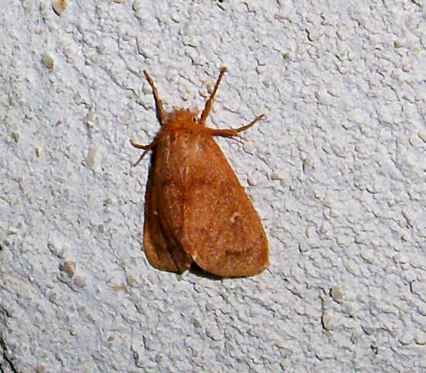 Ocneria