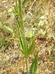 Dipsacus comosus