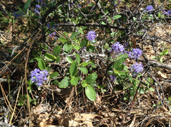 Ceanothus diversifolius