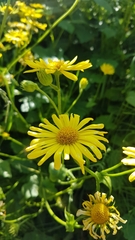 Doronicum pardalianches