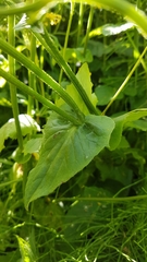 Doronicum pardalianches