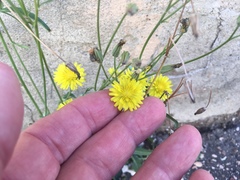Asteraceae