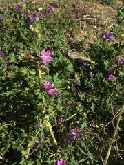 Malva sylvestris