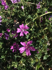 Malva sylvestris