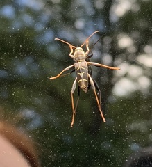 Neoclytus scutellaris