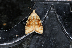 Aleimma loeflingiana