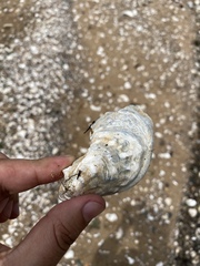 Crassostrea virginica