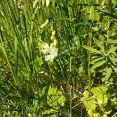 Lathyrus pallescens