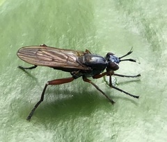 Sepedon sphegea