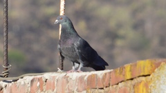 Columba livia