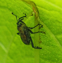 Rhodobaenus
