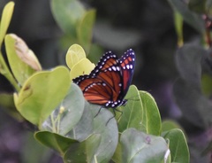 Limenitis archippus floridensis