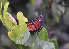Limenitis archippus floridensis