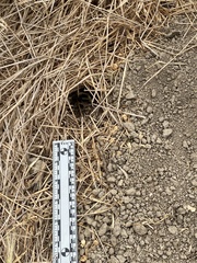 Microtus californicus