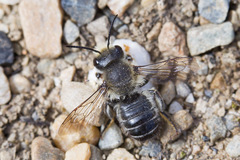 Megachile frigida