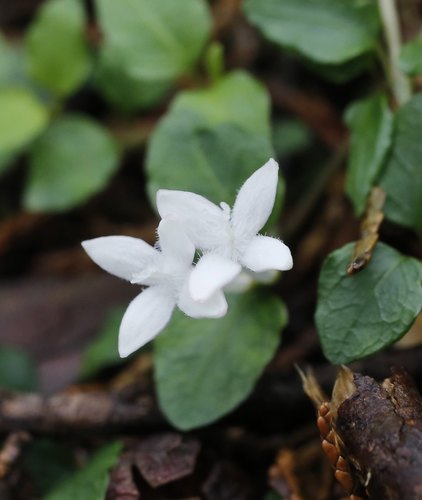 Mitchella undulata
