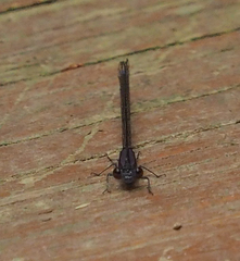 Argia tibialis