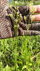 Eremogone longifolia