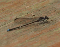 Argia tibialis