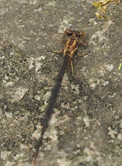 Argia tibialis