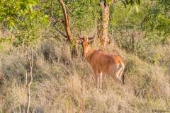 Alcelaphus buselaphus cokii