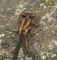 Argia tibialis