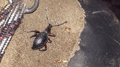 Otiorhynchus griseopunctatus