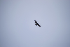 Parabuteo unicinctus