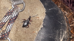 Otiorhynchus griseopunctatus