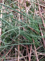 Allium schoenoprasum