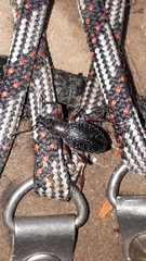 Otiorhynchus griseopunctatus