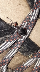 Otiorhynchus griseopunctatus