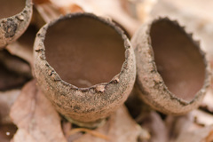 Urnula