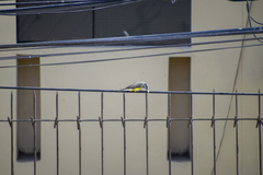 Tyrannus melancholicus